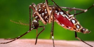 Upstate researchers mark World Dengue Day June 15