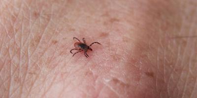 Upstate seeks participants for study on new Lyme test