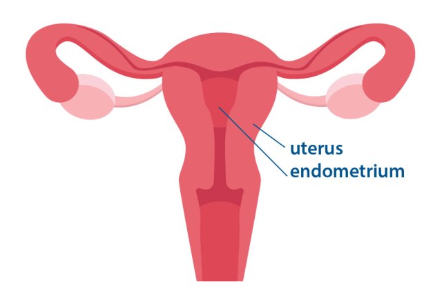 Function Of Endometrium Lining