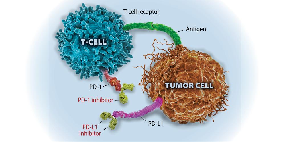 Up Close How Immune Checkpoint Inhibitors Revolutionize Cancer